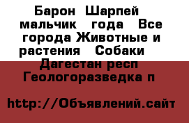 Барон (Шарпей), мальчик 3 года - Все города Животные и растения » Собаки   . Дагестан респ.,Геологоразведка п.